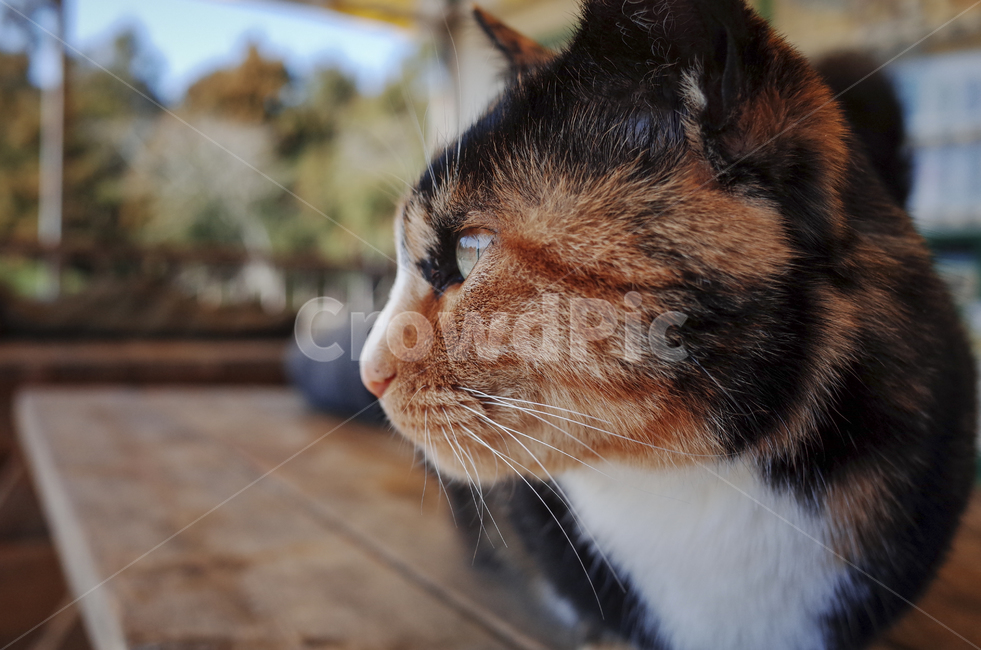 고양이,동물,포유류,얼룩고양이,삼색고양이,cat,animal,mammal,동물,animal,포유류,mammal,고양이,cat,kitten,kitty