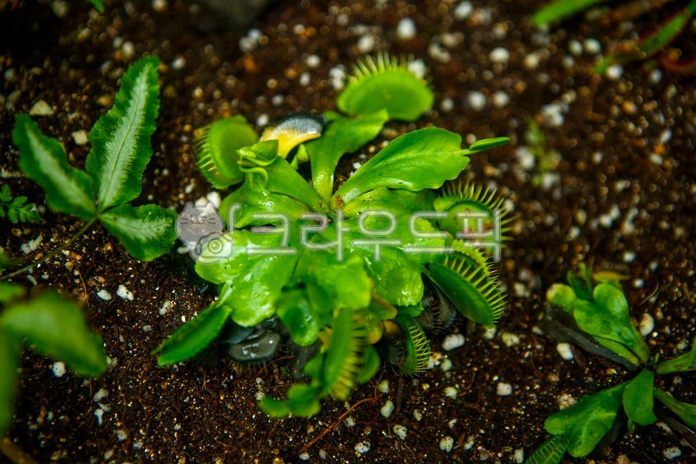 서울숲,식물원,곤충식물원,파리지옥,잎,식물,온실,leaf,plant,greenhouse