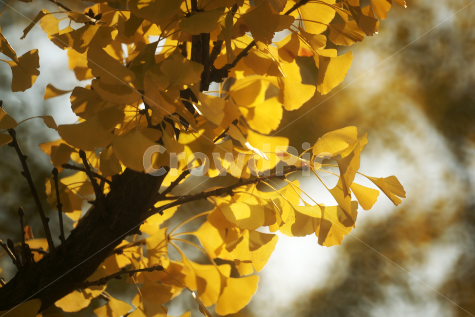 은행나무,노란잎,가을,계절,단풍,식물,가을,계절,fall,autumn,season,plant,leaf,잎