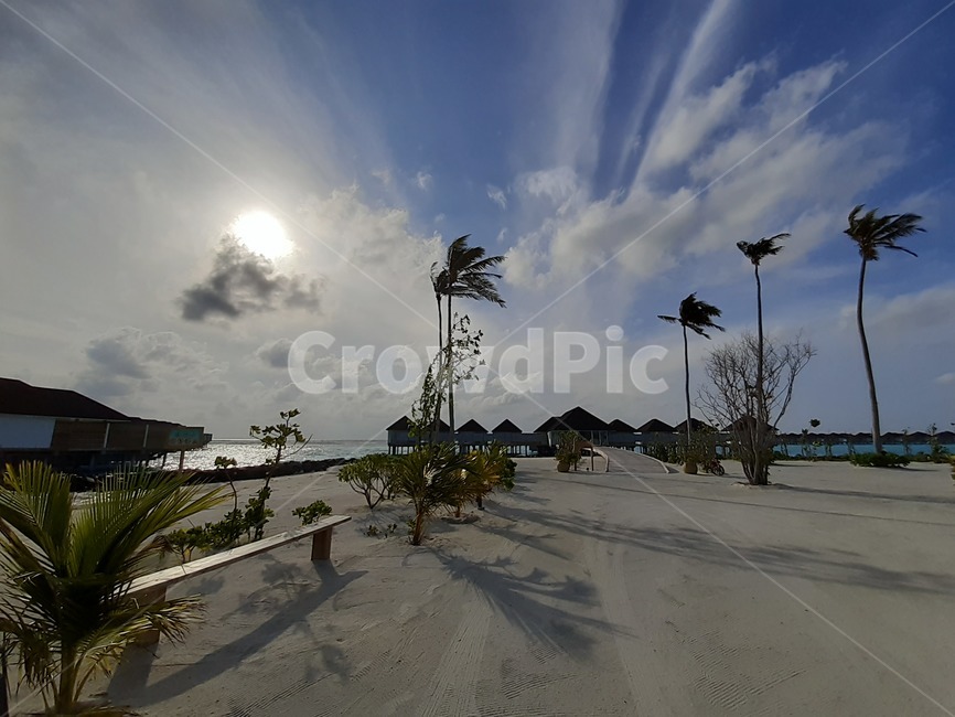 weather,nature,자연,야자수,이른아침