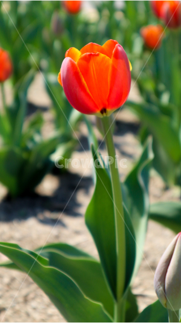 튤립,봄,봄꽃,튤립축제,spring,season,식물,자연,붉은색,주황색,orange,red,flower,redflower,orangeflower,feeling,korea,plant,tulip,화려한,화사한,축제