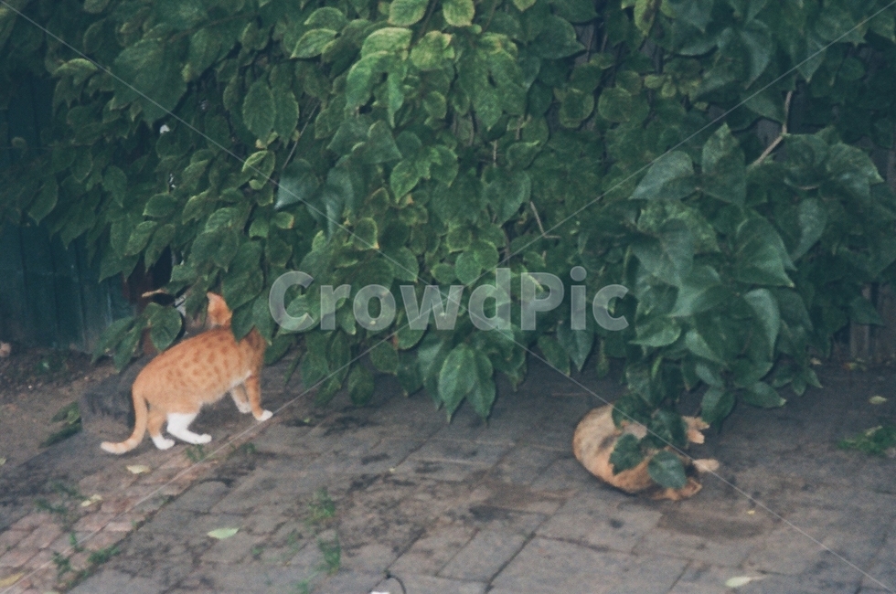 길고양이,고양이,길냥이,cat,풀