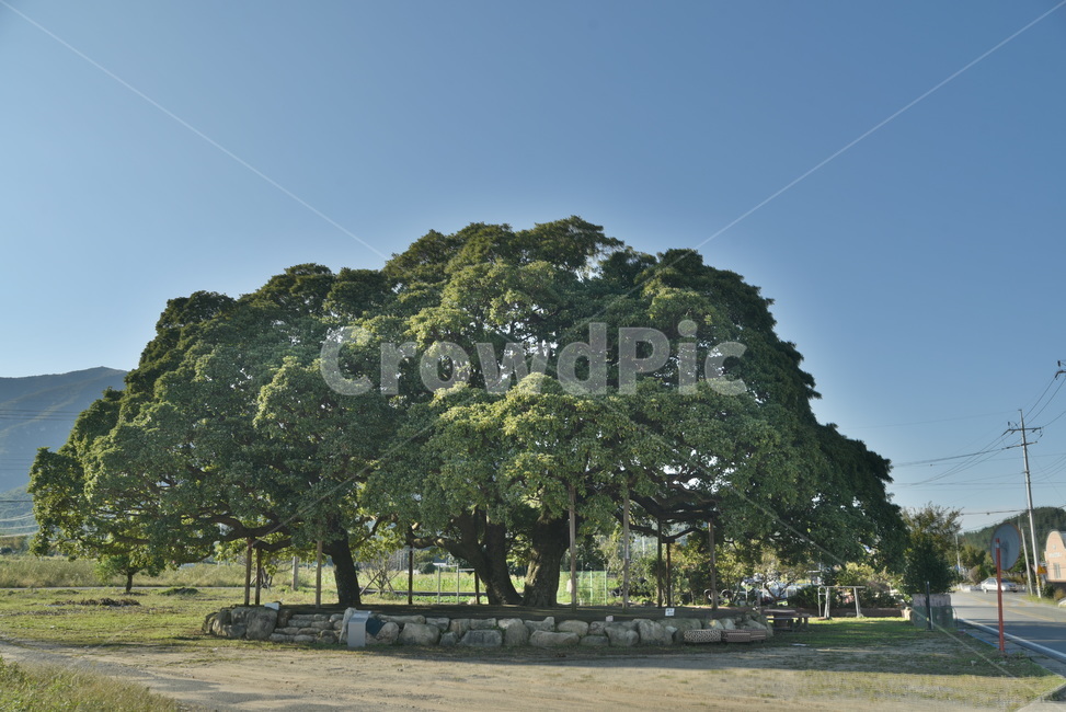 후박나무,천연기념물,나무,tree,삼산리,plant,식물,자연,plants,nature,나무,trees,wood