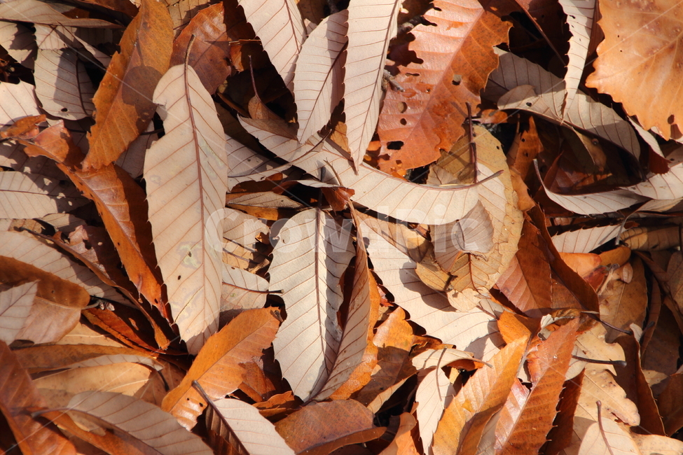 낙엽,가을,잎사귀,갈색,퇴색,바닥,길,고독,plant,식물,leaf,잎,veins,정맥
