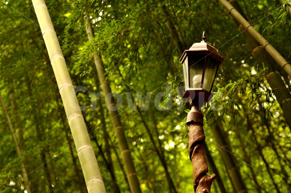 대나무,가로등,오묘한,이상한,길찾기,꼬인,담양,죽녹원,식물,자연,plants,nature,나무,trees,wood,감성,sensible,feeling