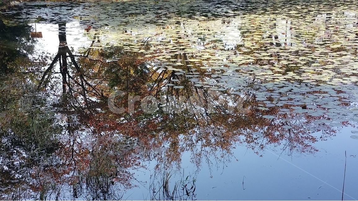 연못,나무,자연,투영,하늘,자연,풍경,nature,landscape,outdoors,옥외,land,땅,water,물
