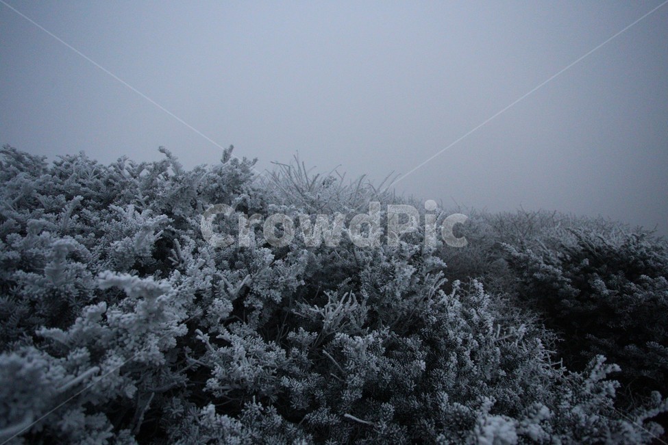 한라산,제주도,산,상고대,자연,숲,눈,눈꽃,snow