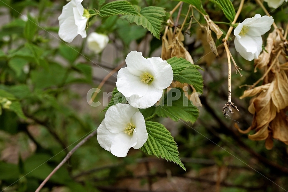 병아리꽃나무,흰꽃,봄,향기,blackjetbead,greenleaves,whitebloom