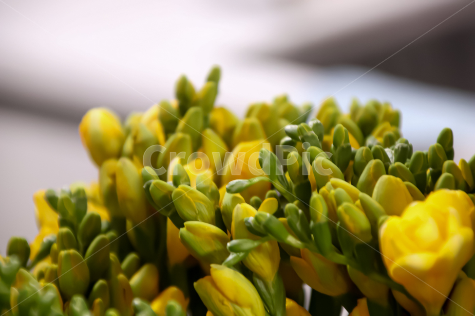 plant,식물,꽃,꽃다발,꽃꽂이,꽃부케,식물,자연,plants,nature,꽃,flower