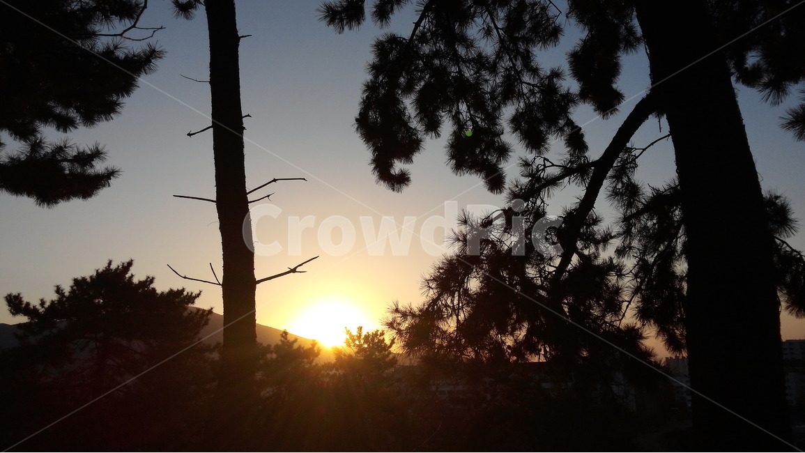 일출,소나무,sunrise,자연,힐링,자연,풍경,nature,landscape,light,빛,flare,플레어,sunlight,햇빛,outdoors,옥외