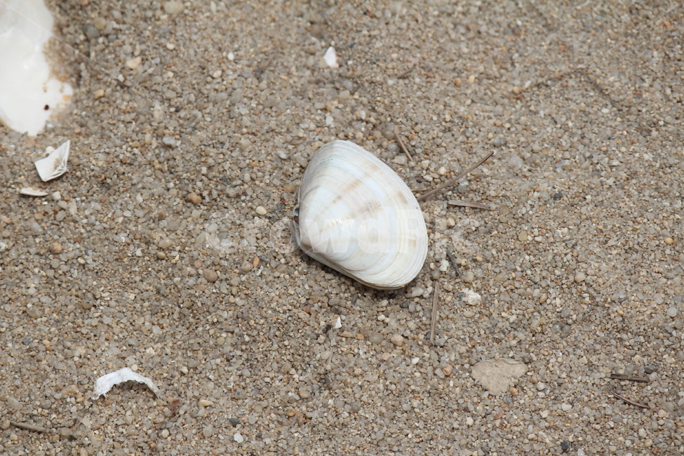조개,바다,바닷가,모래,모,모래사장,초여름,해수욕장,휴가,해변,바다,beach,sea