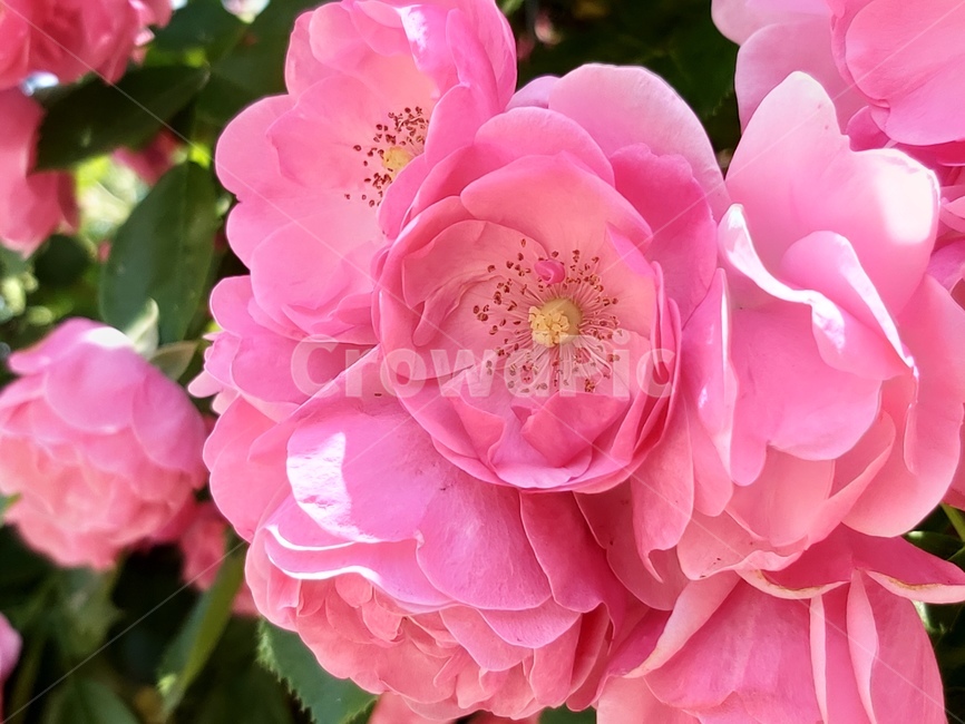 장미,꽃,핑크,화려한,봄,꽃잎,활짝핀,식물,정원,flowerhead,blooming,rose,pink,petal