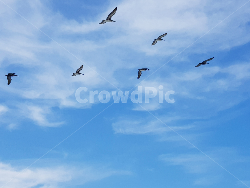 펠리컨,하늘,새,flying,군무,구름,비상,bird,animal,동물,날아가는,cloud,파란하늘