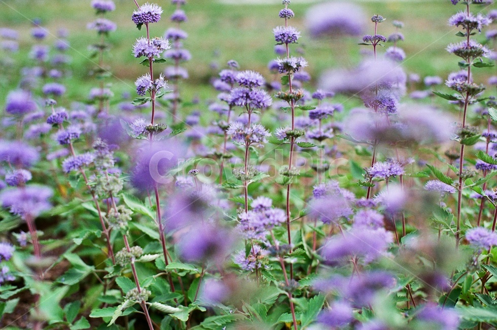 꽃,보라,필름,자연,flower,식물,식물,자연,plants,nature,꽃,flower