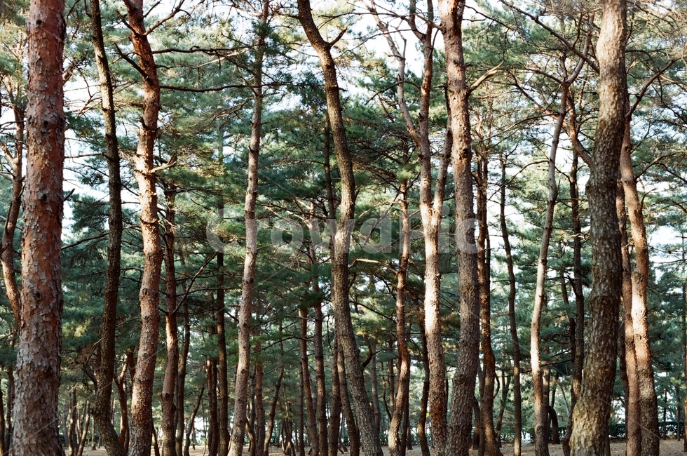 소나무,초록,숲,trees,햇빛,sunlight,sunbeam,green,korea,식물,자연,풍경,nature,landscape