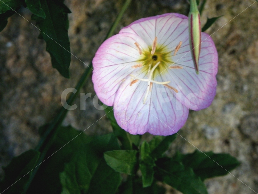 꽃,한송이,돌,풍경,자연,식물,자연,plants,nature,꽃,flower