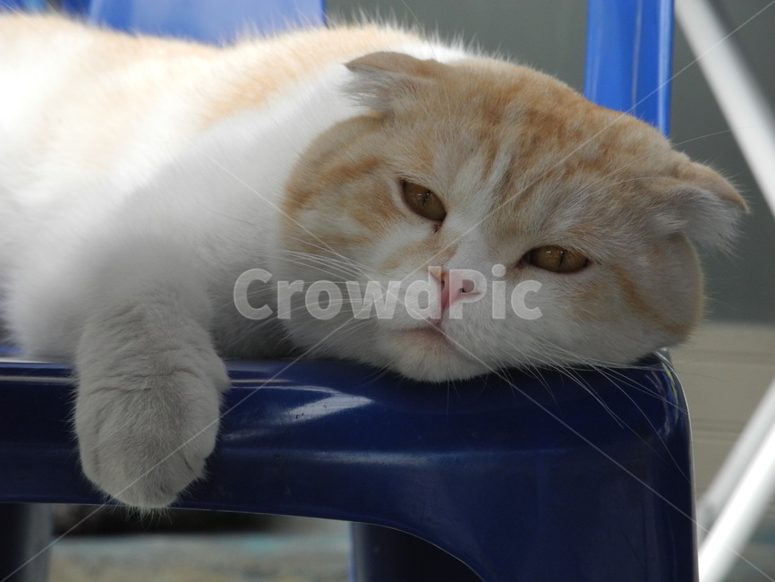 cat,pet,동물,animal,mammal,고양이,동물,animal,포유류,mammal,고양이,cat,kitten,kitty