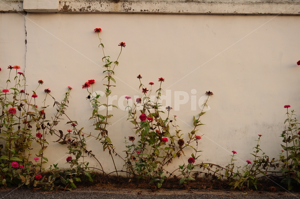 벽,들꽃,꽃,플라워,생화,식물,자연,풍경,시골,식물,자연,plants,nature,꽃,flower