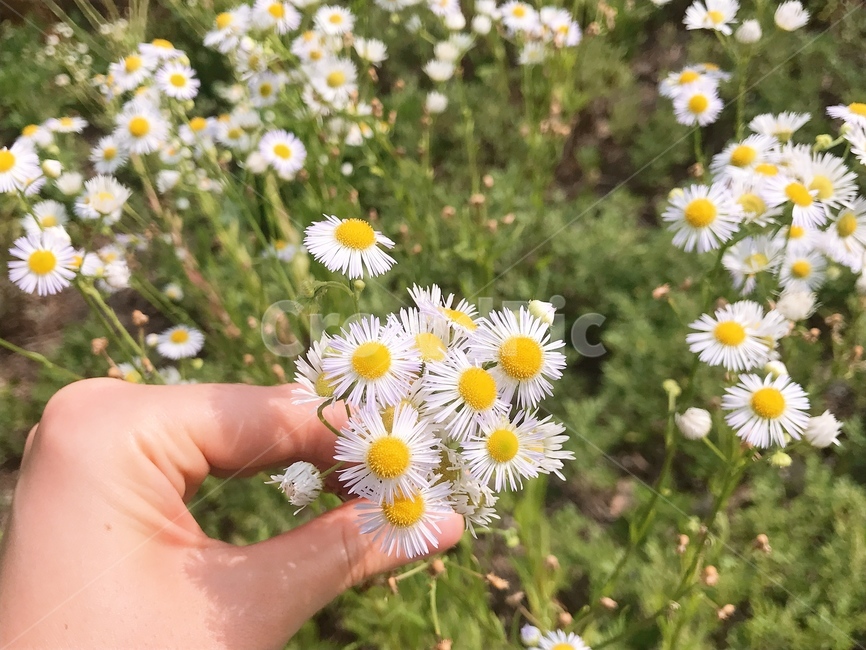 데이지,꽃,아름다움,만개,봄,꽃말,순수한마음,봄감성,daysi,daisies,spring,blossom,flower,식물,자연,plants,nature,꽃,flower