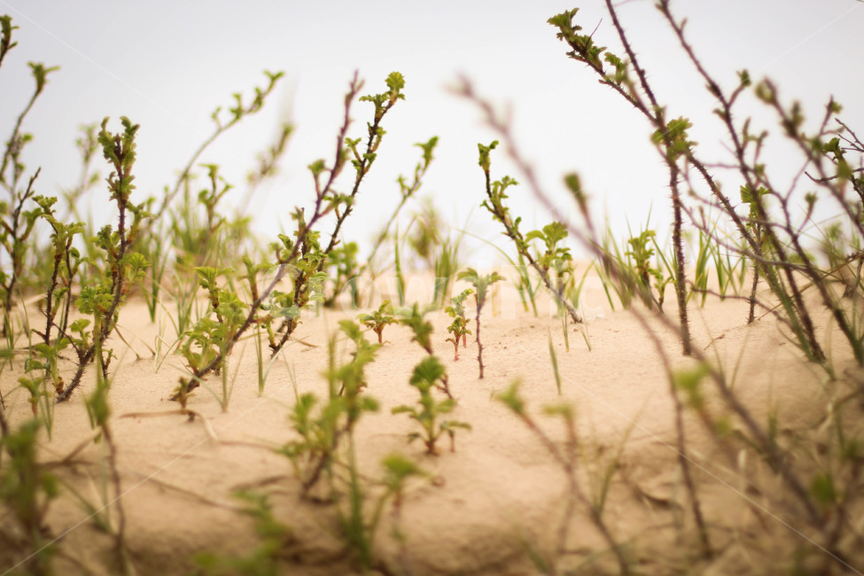 태안사구,모래,자연,감성사진,나뭇가지,모래언덕,식물,자연,plants,nature