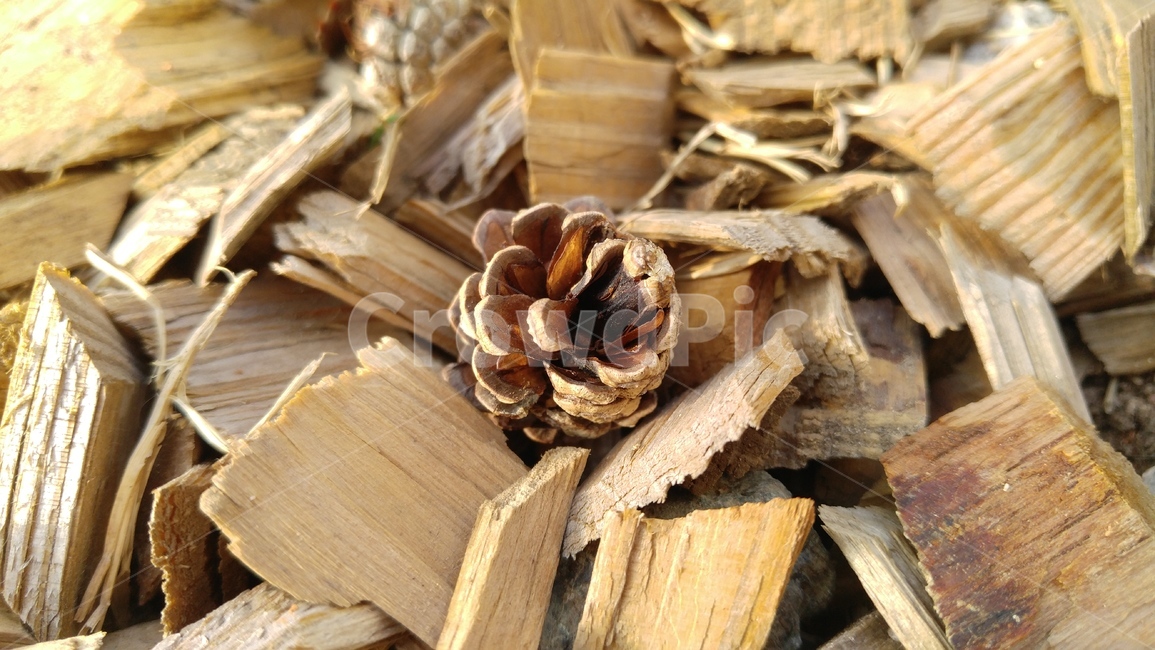 솔방울,갈색,연갈색,배경,감성,apinecone,brown,background,emotional