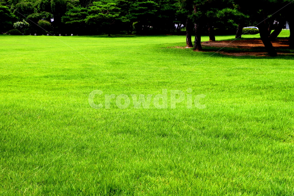 초원,정원,숲,녹지,풍경,자연,풍경,nature,landscape,plant,식물,grass,잔디,lawn