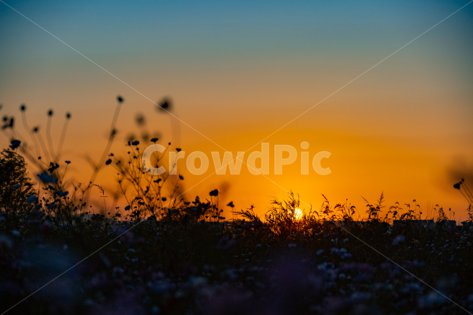 일몰,sunset,가을,붉은하늘,황혼,하늘,sky,redsky,식물,plant,nature,자연,자연,풍경,nature,landscape,식물,plants