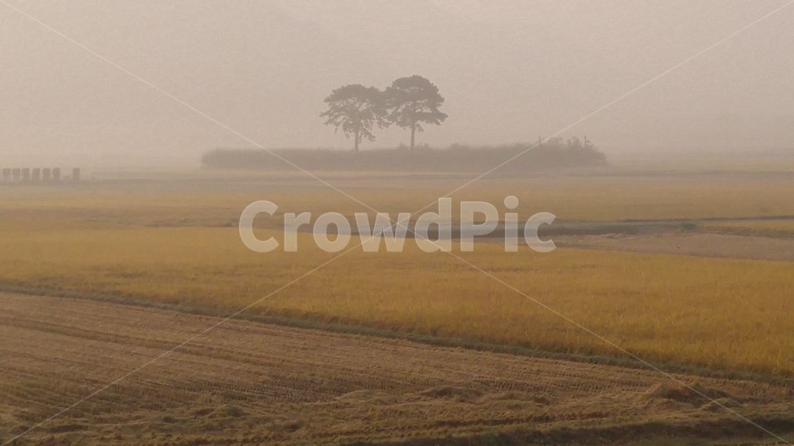 가을,안개,수확,부부소나무,가을새벽들,농촌소경,가을,계절,fall,autumn,season,자연,풍경,nature,landscape,한국자연풍경,한국자연경관,korea nature landscape,weather,날씨,outdoors,옥외