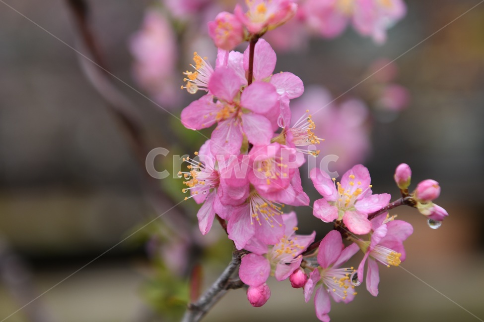 식물,꽃,감성사진,자연,flower,꽃사진,봄,봄꽃,계절,빗방울,비,감성,4월,spring,힐링,자연풍경,풍경,봄,계절,spring,season,식물,자연,plants,nature,꽃,flower,plant