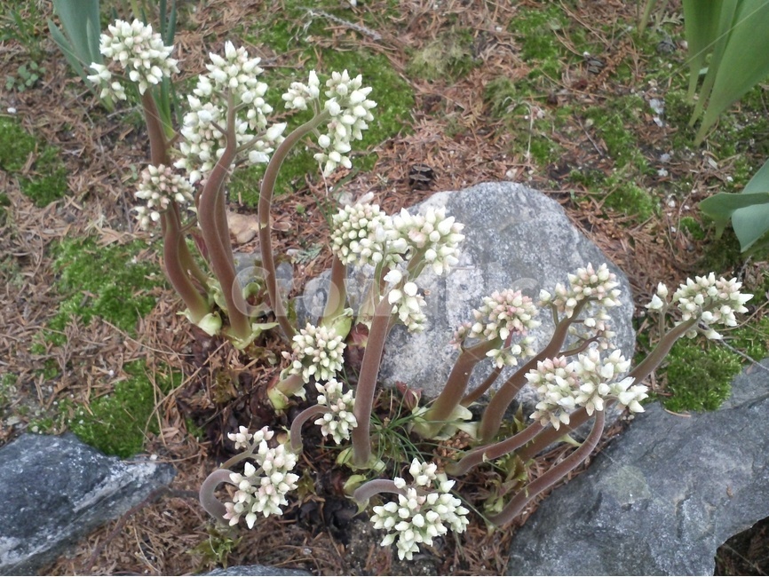 돌단풍,부처손,돌나리,범의귀과,축엽초,장장포,이판화,식물,자연,plants,nature,꽃,flower