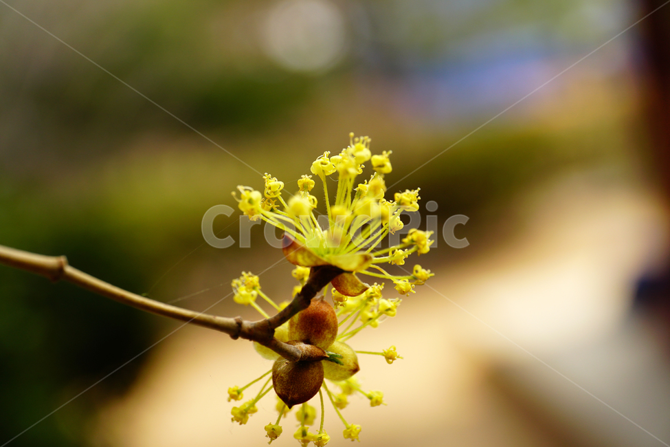 산수유,봄꽃,한국자연,꽃,꽃사진,플라워,flower,봄,spring,식물,plants,자연,nature,풍경,landscape,계절,season,snap,스냅,접사,macro,closeup,클로즈업,감성사진,감성,힐링,healing,느낌,feel,feeling,꽃밭,화단,나무,나뭇가지,tree,꽃봉오리,4월,April,봄,계절,spring,season,식물,자연,plants,nature,꽃,flower,plant