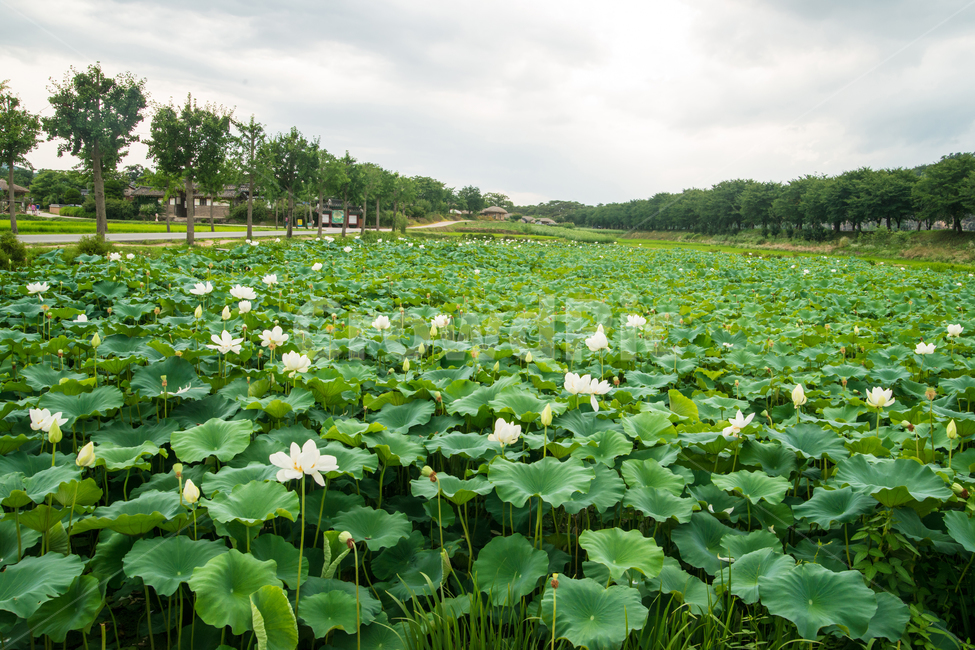 안동,하회마을,민속마을,전통,세계문화유산,자연,풍경,nature,landscape,식물,plants,꽃,flower,plant,outdoors,옥외