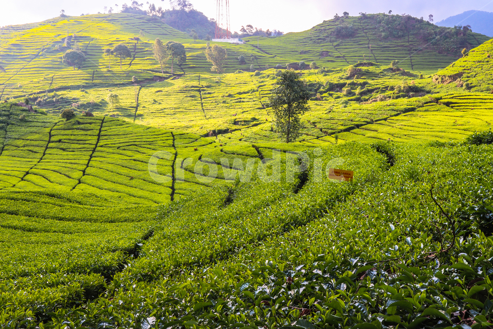 차밭,차,밭,풍경,자연,자연,풍경,nature,landscape,field,들,outdoors,옥외