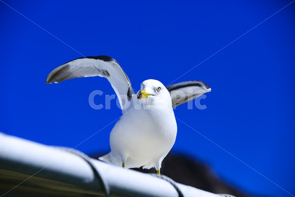 갈매기,조류,새,동물,날개,사냥,하늘,부리,bird,mewgull,commongull,부산갈매기,괭이갈매기,동물,animal,조류,새,birds