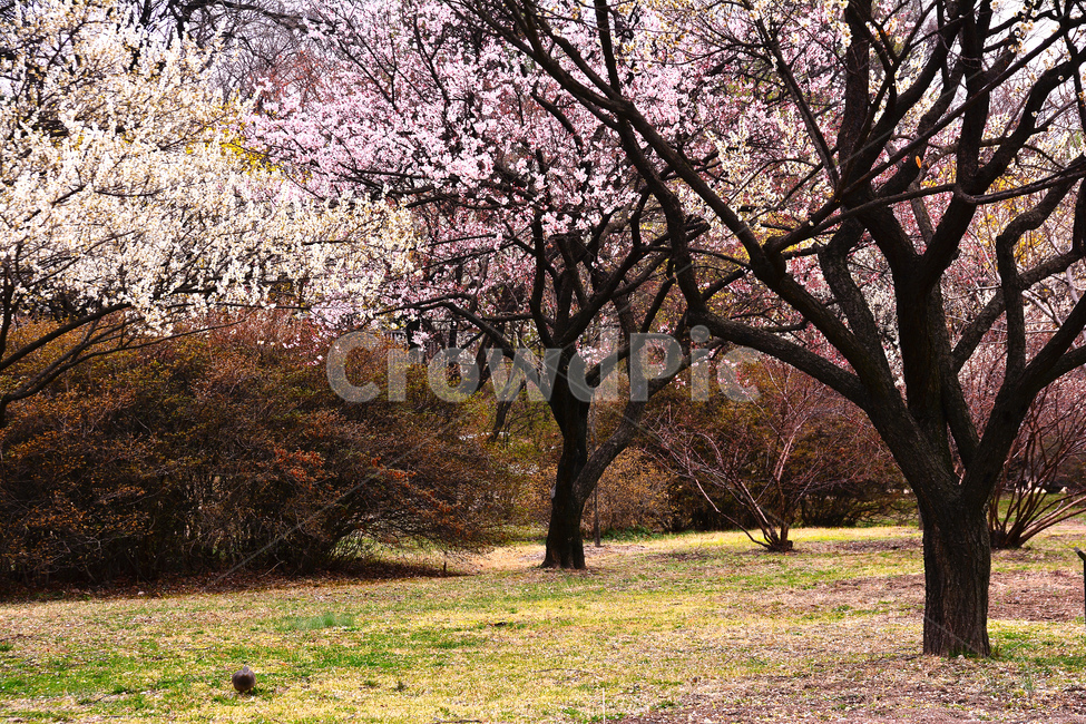 봄,매화꽃,봄꽃,시즌,계절,spring,flowers,season,배경,바탕,백그라운드,나무꽃,3월,4월,정원,봄배경,분홍색꽃,봄,계절,spring,season,자연,풍경,nature,landscape,plant,식물
