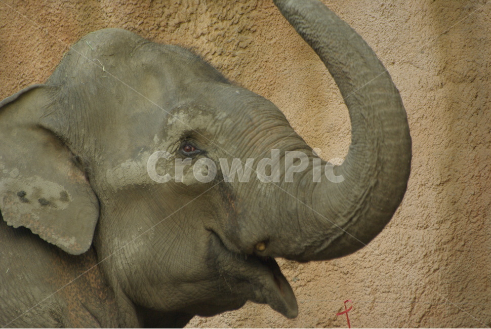 코끼리,코들고있는코끼리,동물원코끼리,동물원,동물,elephant,동물,animal,포유류,mammal
