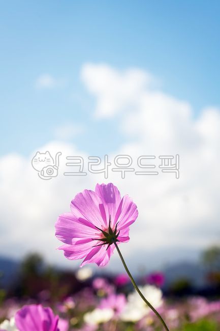 가을감성,가을전령사,코스모스,한해살이풀,파란하늘,하얀구름,아웃포커싱,분홍색