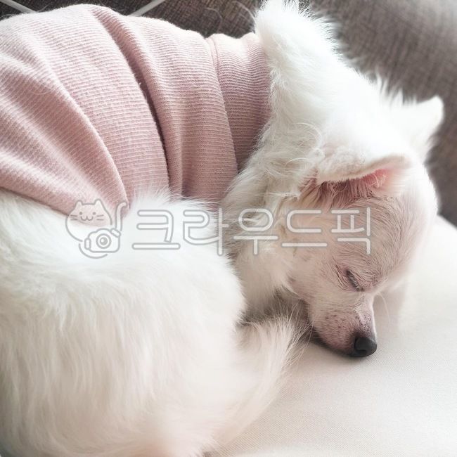 dog,puppy,cute,귀여운,귀여운강아지,하얀강아지,화이트치와와,반려동물,강아지,치와와,애견,반려견