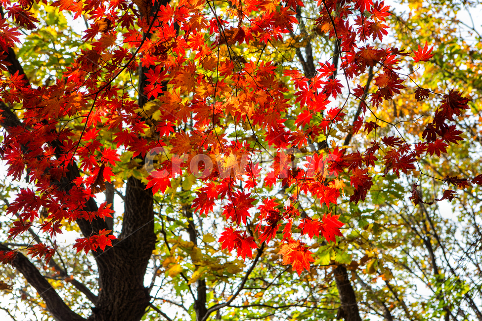 단풍,가을,빨간단풍,나무,잎,알록달록,가을,계절,fall,autumn,season,자연,풍경,nature,landscape,식물,plants,나무,trees,wood,leaf,plant,tree,maple