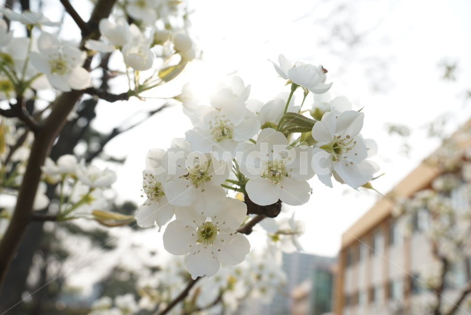 벚꽃,사쿠라,봄꽃,봄,spring,cherryblossom,핑크벚꽃,분홍벚꽃,계절,season,자연,plants,nature,꽃,flower,감성,sensible,feeling,plant,blossom,꽃놀이,벚꽃나무,벚나무,하얀벚꽃,흰벚꽃,식물