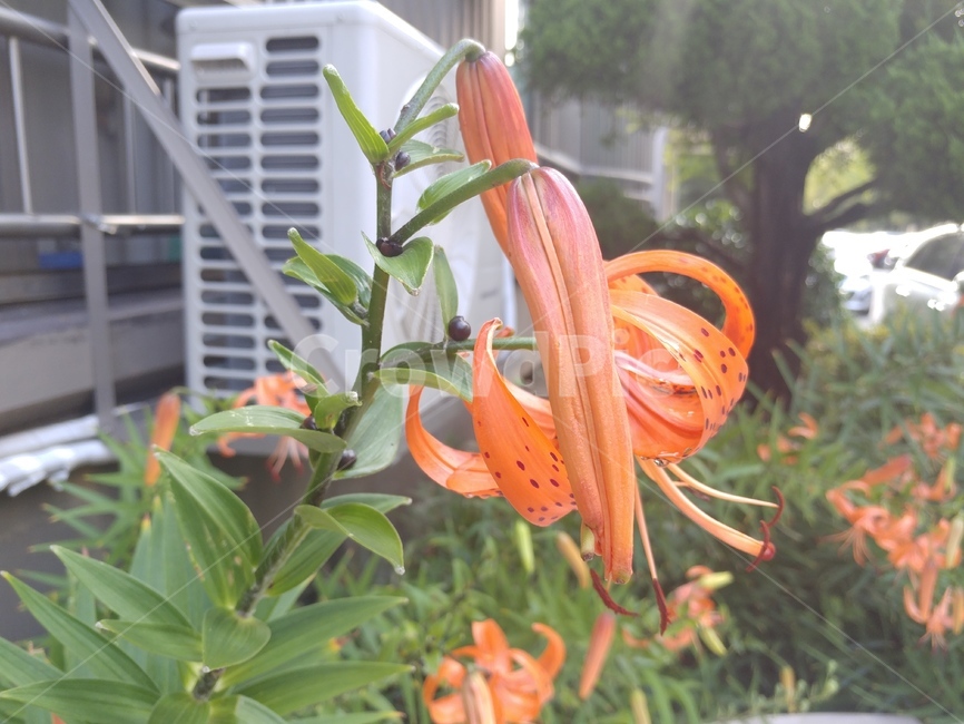 참나리,나리,lily,백합,나리꽃,lilium,알나리,식물