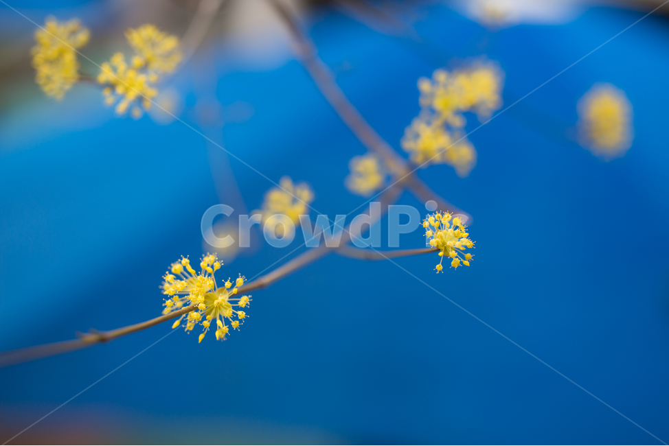 plant,식물,산수유,산수유꽃,노랑색,3월,꽃,식물,자연,plants,nature,꽃,flower