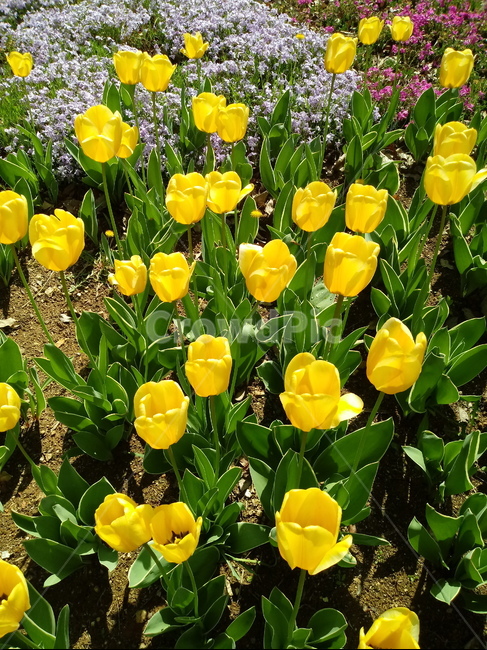 tulip,백합과,구근초,여러해살이화초,꽃,튤립,봄,식물,자연,springseasonflower