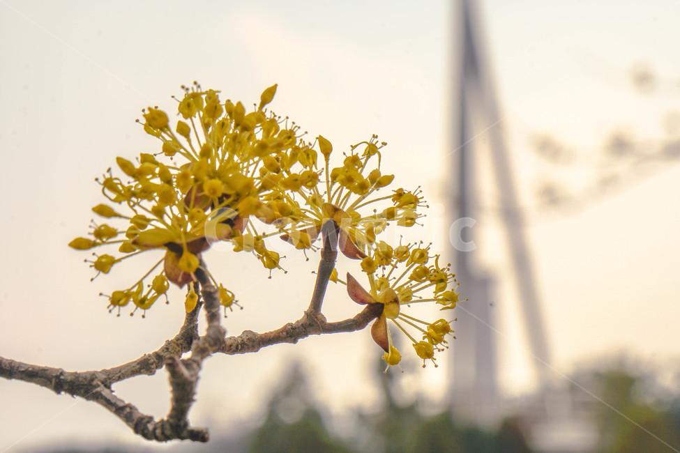 봄,산수유,노란꽃,꽃,하늘,나무,노란빛,노란색,봄꽃,봄,계절,spring,season,식물,자연,plants,nature,꽃,flower,plant