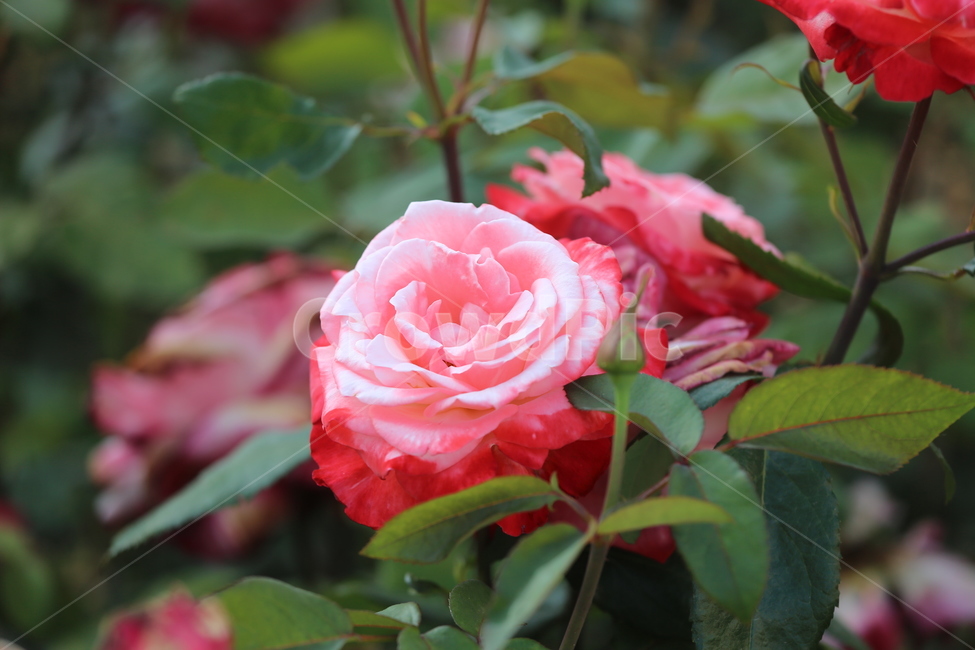 꽃,꽃잎,색,컬러,아름다운,색깔,형형색색,flower,장미,장미공원,식물,자연,plants,nature,꽃,flower