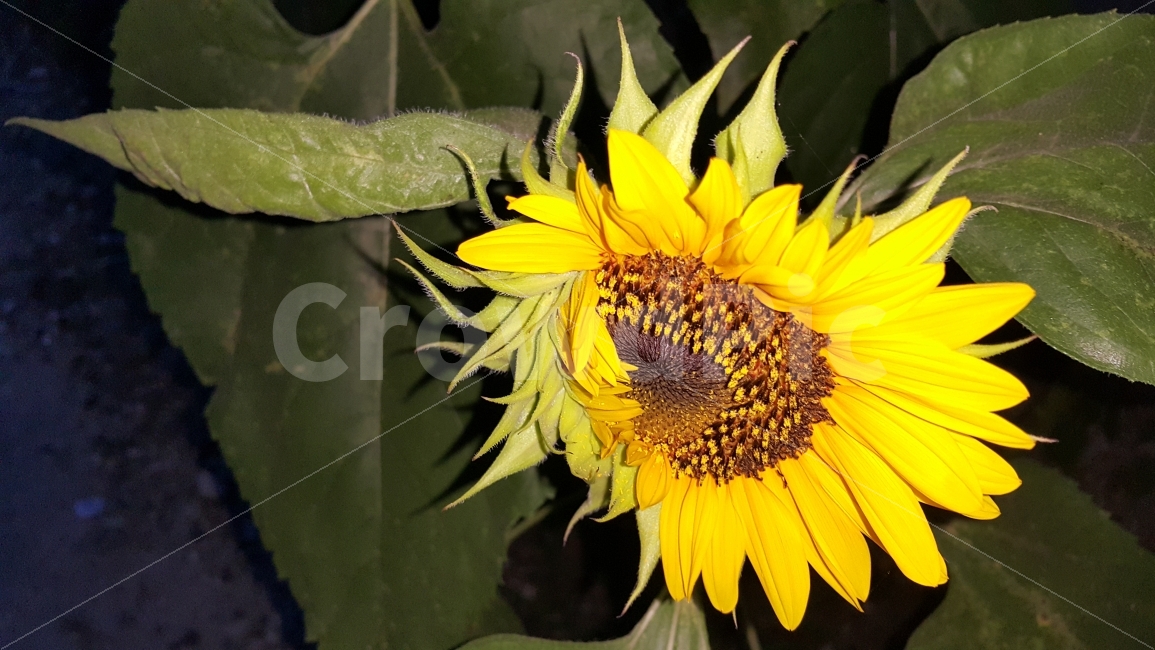 해바라기,sunflower,꽃,플라워,flower,식물,plant,plants,야경,자연,nature,nightview,nightscene,nightscape,여름꽃,summerflowers,blossom,여름,계절,summer,season,야경,밤,풍경,nightscape,night,landscape,식물,자연,plants,nature,꽃,flower,plant,blossom