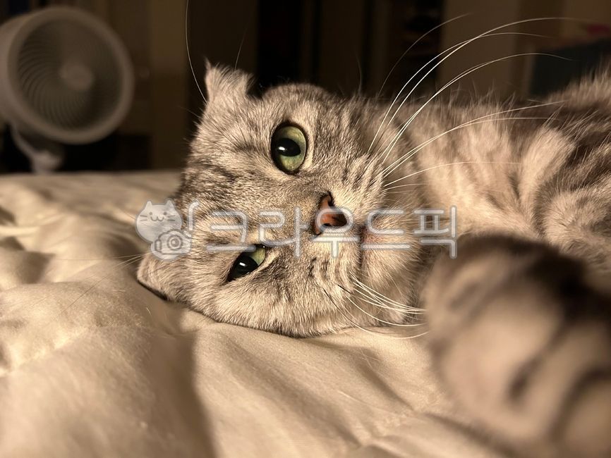 고양이,cat,동물,반려동물,animal,애완동물,kitty