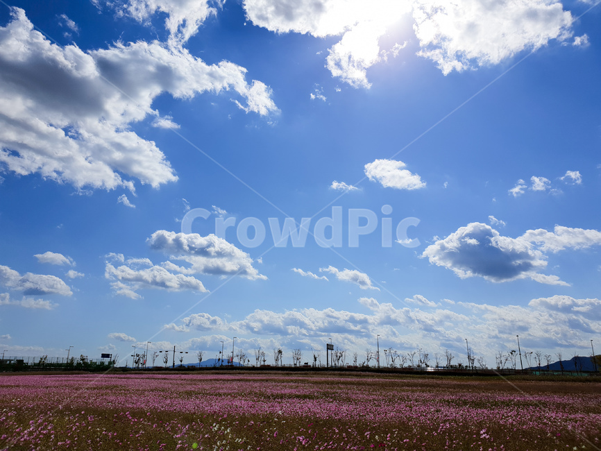 코스모스,구름,하늘,풍경,가을,꽃,nature,자연,weather,날씨,outdoors,옥외,cumulus,적운,cloud,sky