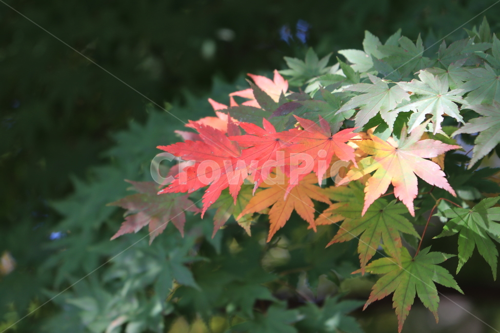 가을,낙엽,autumn,fall,leaves,fallenleaves,가을,계절,fall,autumn,season,식물,자연,plants,nature,plant,leaf,잎,tree,나무