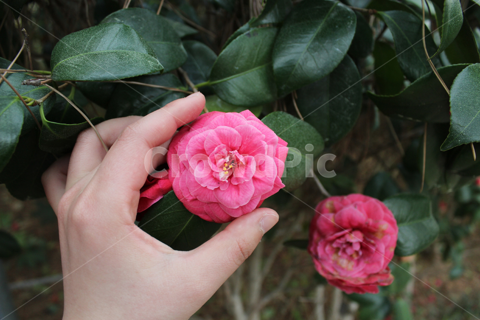 동백꽃,꽃,분홍,동백섬,손,식물,자연,plants,nature,꽃,flower,신체일부,몸,body